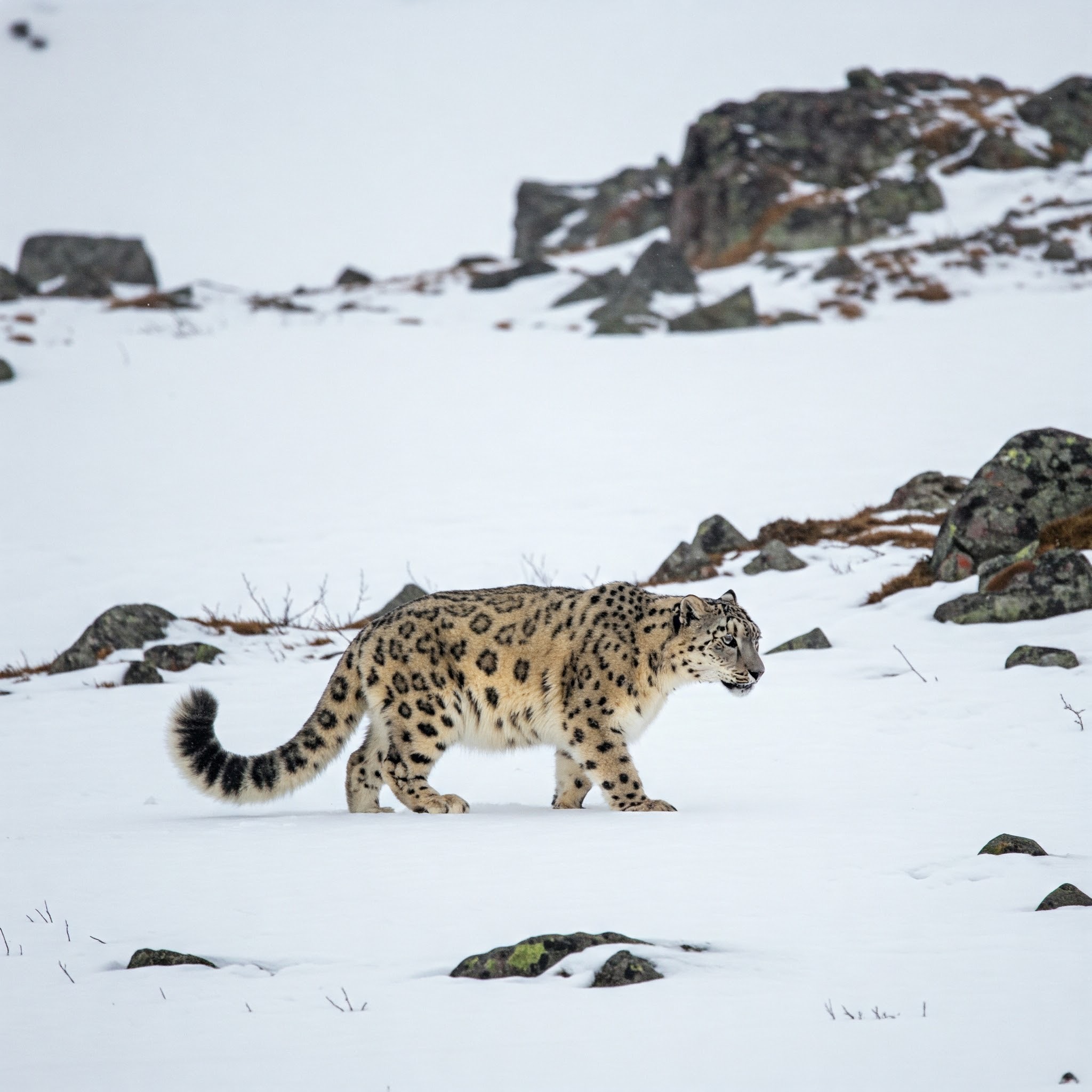 photo of Snow Leopard in a Snowy Mountain Landscape